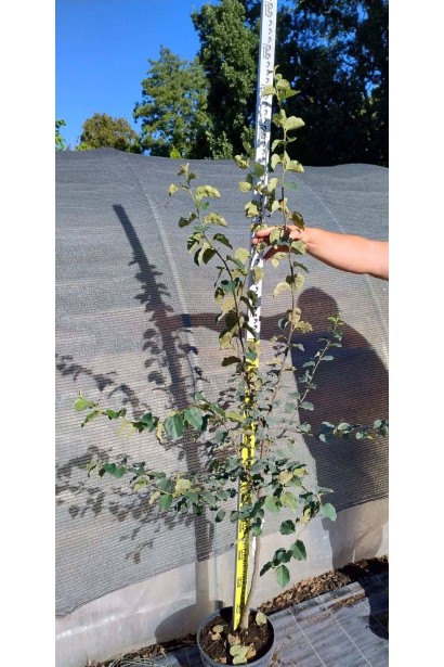 Айва яблуковидна Олена - 5л/вис.160-180см/Ø60-80см